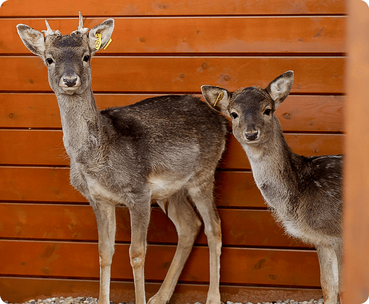 АТМОСФЕРА ПРИРОДЫ