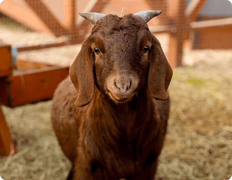 ЗАБОТА И ЦЕННОСТЬ ПРИРОДЫ